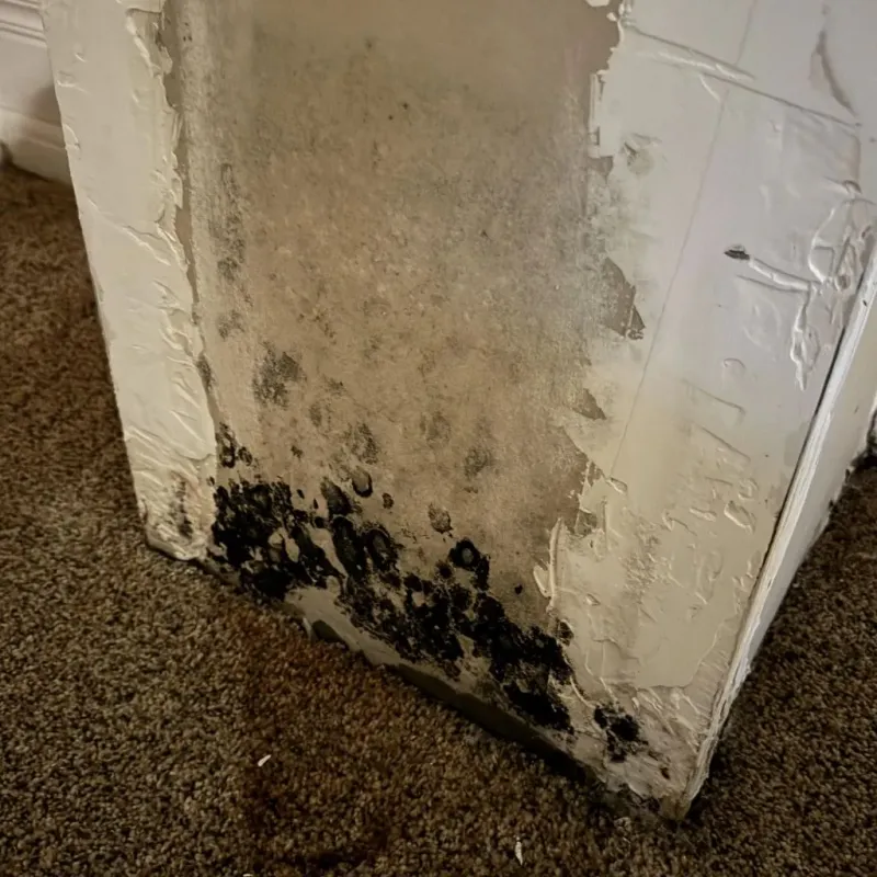 Professional Mold Removal in Sanford, ME
